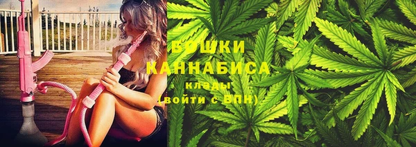 сатива Новозыбков