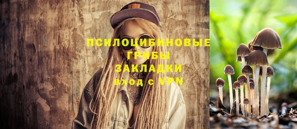 сатива Новозыбков